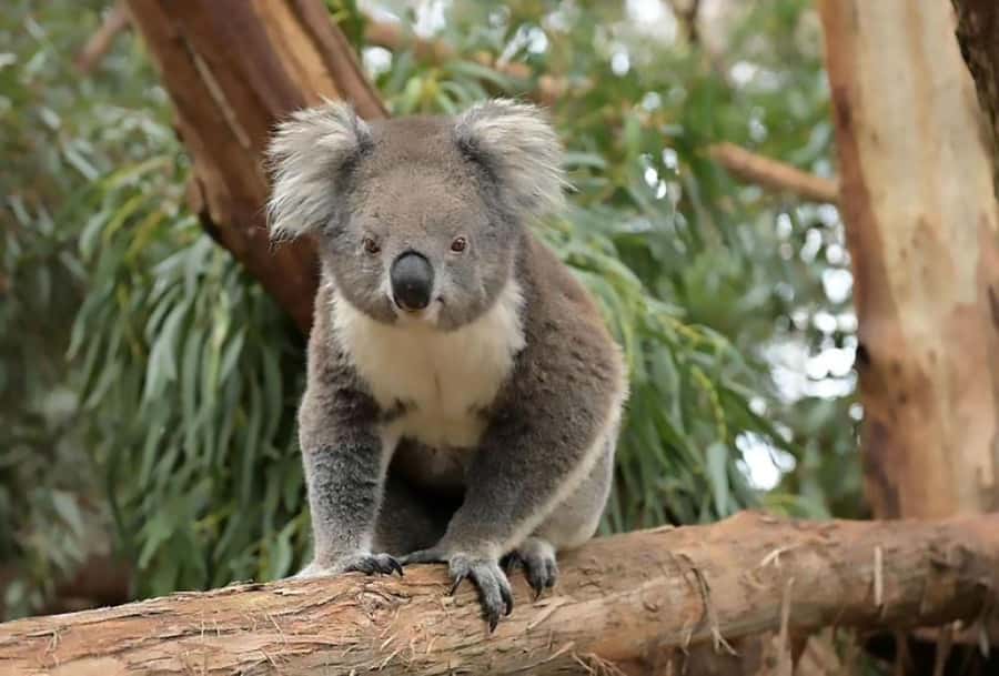 Melbourne: Phillip Island Tour w/ Hop-on Bus or Seal Cruise - The Nobbies is the day’s best pause