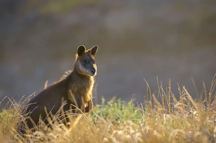 Melbourne: Phillip Island Tour w/ Hop-on Bus or Seal Cruise - Who should book this Phillip Island tour