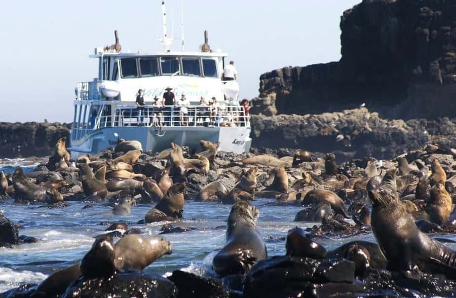 Melbourne: Phillip Island Tour w/ Hop-on Bus or Seal Cruise - Starting with coffee and the road to San Remo