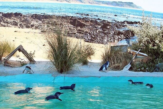 Melbourne Private Penguins Koalas TOUR-Melbourne City Tour JEWELS - A wildlife day without the late-night penguin wait