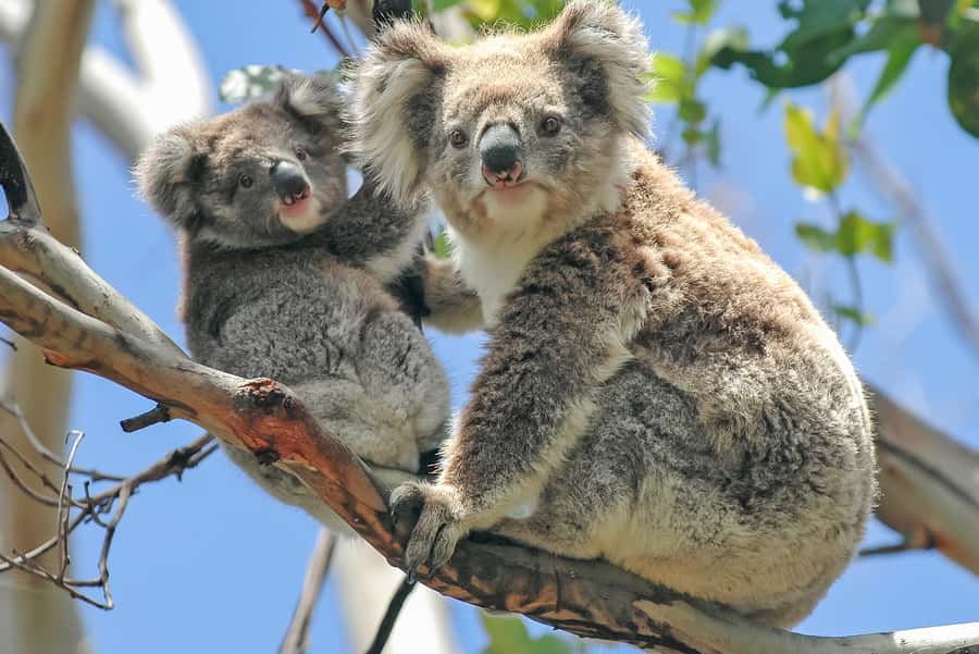 Melbourne: Puffing Billy & Healesville Sanctuary Scenic Tour - Key things to know before you book