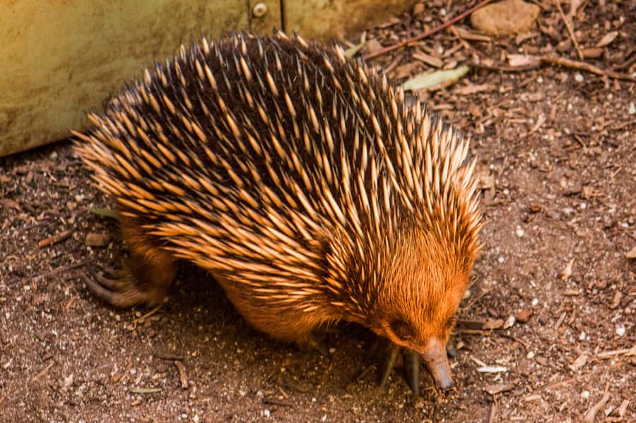 Melbourne: Puffing Billy & Healesville Sanctuary Scenic Tour - Why Puffing Billy makes this day different