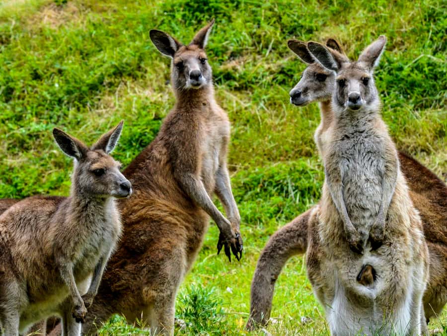 Melbourne: Puffing Billy & Healesville Sanctuary Scenic Tour - How the timing feels over eight hours