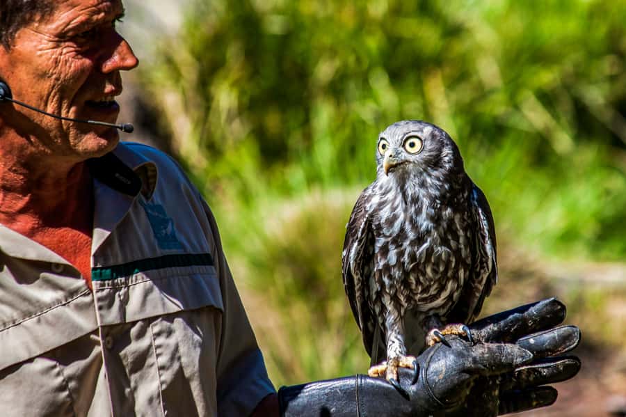 Melbourne: Puffing Billy & Healesville Sanctuary Scenic Tour - Leaving Melbourne in a small guided group