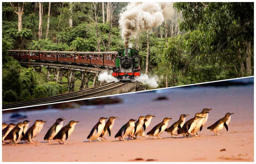 Melbourne: Puffing Billy Railway & Penguin Parade Day Tour - Why this day trip works