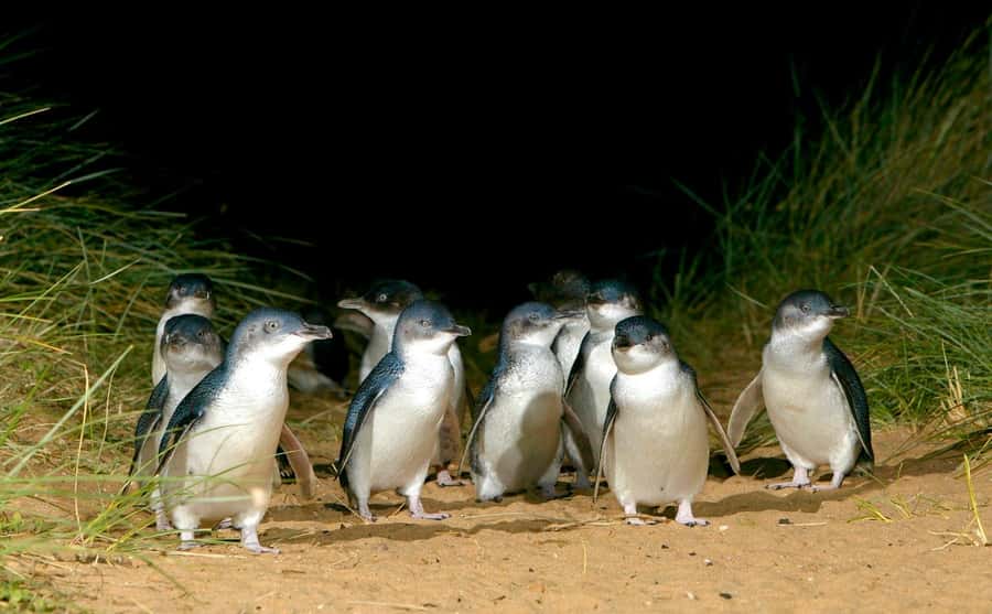 Melbourne: Puffing Billy Railway & Penguin Parade Day Tour - The optional stop at Maru Koala & Animal Park