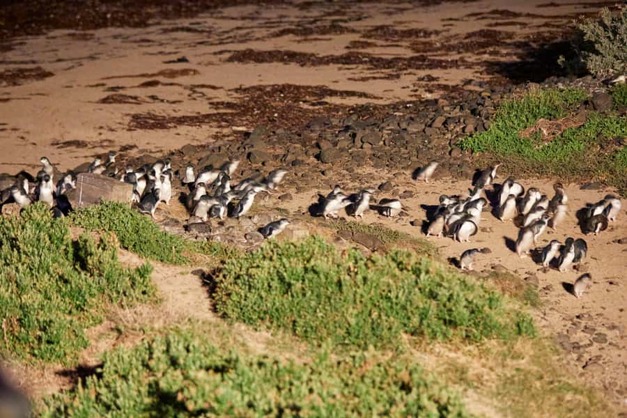 Melbourne: Puffing Billy Railway & Penguin Parade Day Tour - What guides add to the experience