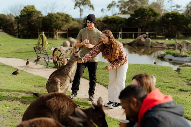 Melbourne Puffing Billy Train and Penguin Parade Day Tour Escape - The Nobbies brings cliffs and Bass Strait views
