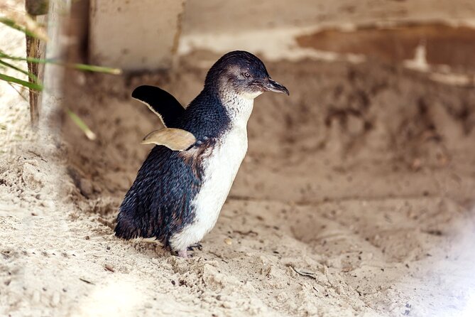 Melbourne Puffing Billy Train and Penguin Parade Day Tour Escape - The Penguin Parade is the day’s grand finish