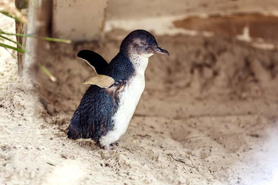 Melbourne: Puffing Billy Train & Penguin Parade Adventure - Brighton Beach and its painted huts