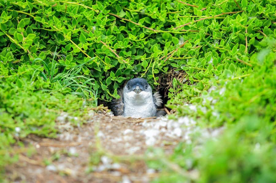 Melbourne: Puffing Billy Train & Penguin Parade Adventure - What the $130 price covers