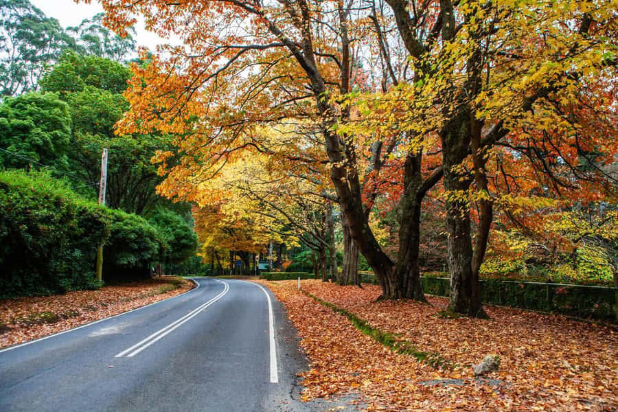 Melbourne: Puffing Billy Train & Penguin Parade Adventure - Should you book this Puffing Billy and penguin tour?