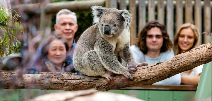 Melbourne: Puffing Billy Train Wildlife Zoo Private Tour - Brighton’s bathing boxes add a bright final stop