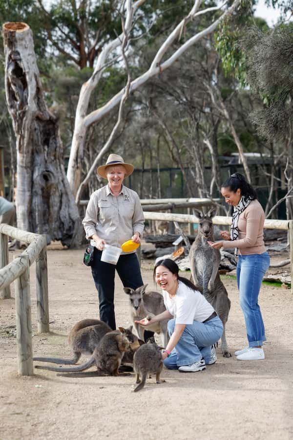 Melbourne: Puffing Billy Train Wildlife Zoo Private Tour - Booking details you should settle before paying