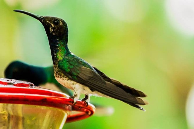 MINDO CLOUD FOREST - Nature & Birds - Personalized Experience - Choosing zip-lining, tubing, or a quieter afternoon