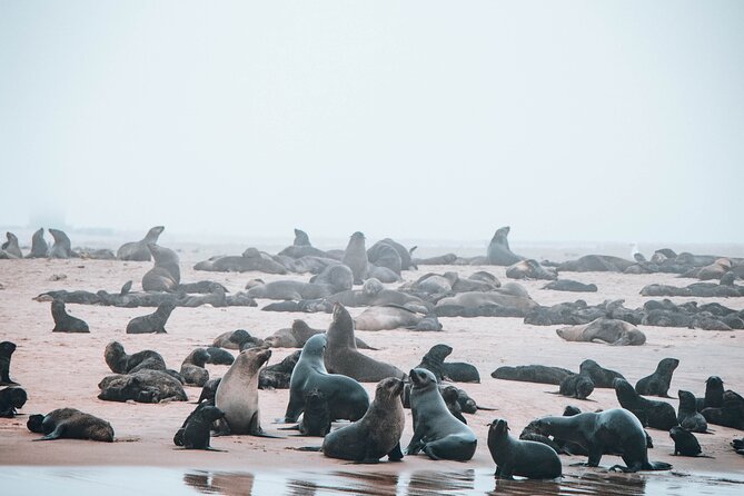 Mola Mola Marine Dolphin Cruise & Beach Braai on Pelican Point - What you see between Walvis Bay and Pelican Point