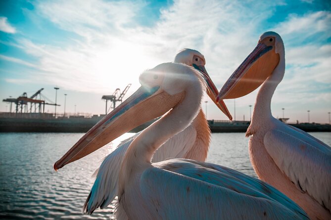 Mola Mola Marine Dolphin Cruise & Beach Braai on Pelican Point - How the timing works for your day