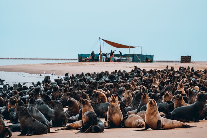 Mola Mola Marine Dolphin Cruise & Beach Braai on Pelican Point - Who will enjoy this most