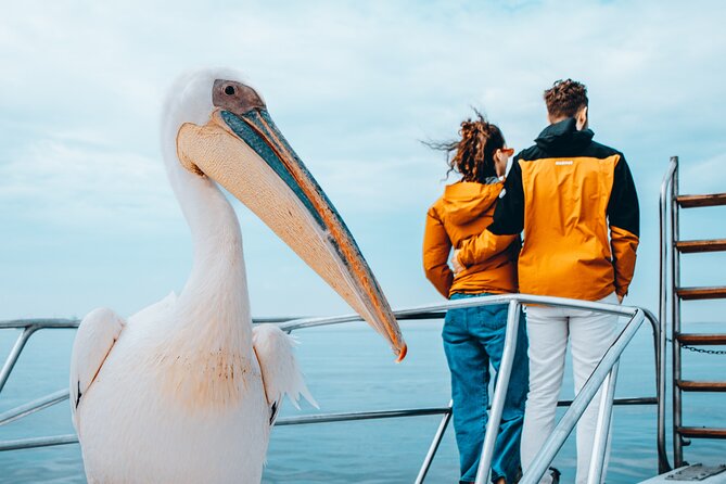 Mola Mola Marine Dolphin Cruise & Beach Braai on Pelican Point - What to expect from the group and guide