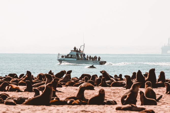Mola Mola Marine Dolphin Cruise & Beach Braai on Pelican Point - Starting at the Walvis Bay Waterfront