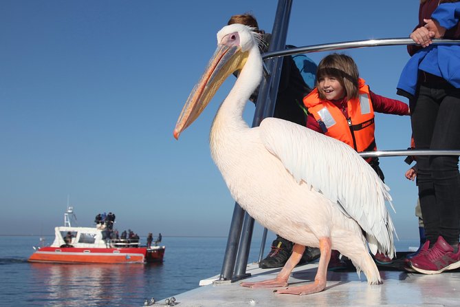 Mola Mola Marine Dolphin Cruise from the Walvis Bay Waterfront to Pelican Point - Leaving the Walvis Bay Waterfront