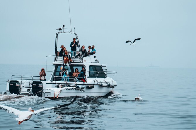 Mola Mola Marine Dolphin Cruise from the Walvis Bay Waterfront to Pelican Point - Pelican Point and the seal colony