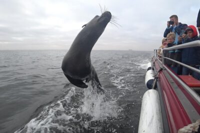 Mola Mola Marine Dolphin Cruise from the Walvis Bay Waterfront to Pelican Point