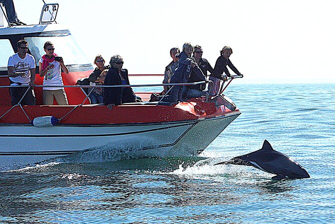 Mola Mola Marine Dolphin Cruise from the Walvis Bay Waterfront to Pelican Point - How guides shape the morning
