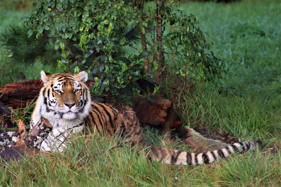 Monkeyland, Birds of Eden, Jukani - Animal Sanctuaries - FAQ