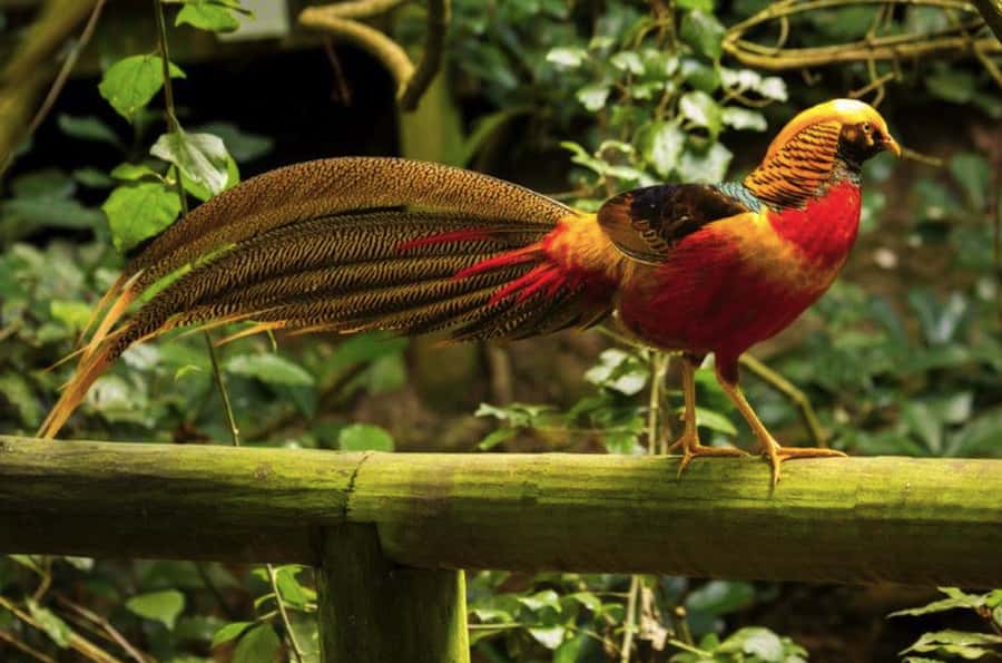 Monkeyland, Birds of Eden, Jukani - Animal Sanctuaries - Three sanctuaries, three different wildlife experiences