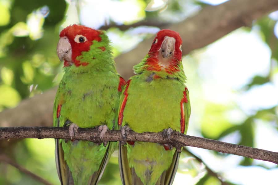 Monkeyland, Birds of Eden, Jukani - Animal Sanctuaries - Birds of Eden: take your time beneath the giant aviary