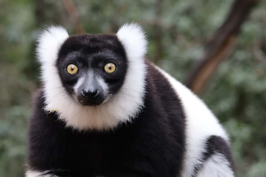 Monkeyland, Birds of Eden, Jukani - Animal Sanctuaries - Jukani: rescued predators in large animal habitats