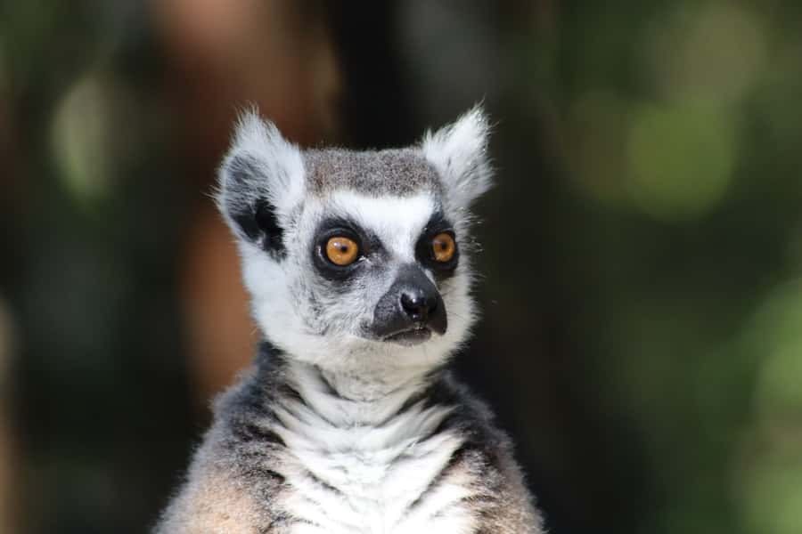 Monkeyland, Birds of Eden, Jukani - Animal Sanctuaries - How to plan one day across all three sites