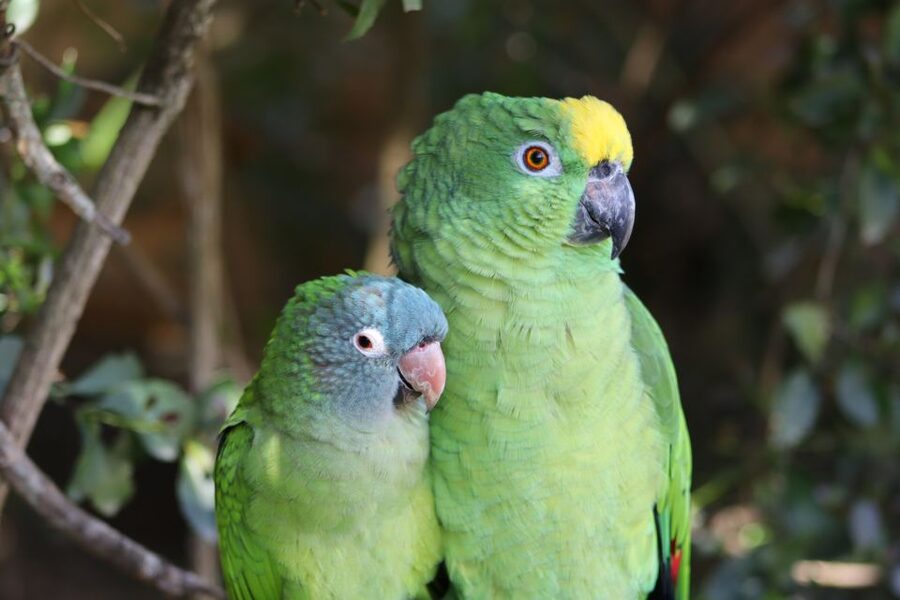 Monkeyland, Birds of Eden, Jukani - Animal Sanctuaries - Who will get the most from this experience