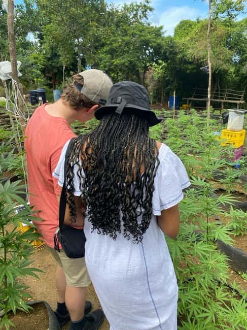 Montego Bay: Marijuana Farm and Bird Sanctuary Tour - My recommendation