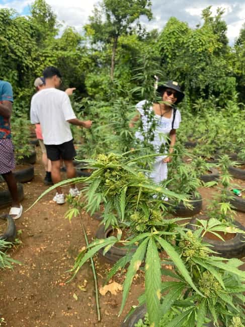 Montego Bay: Marijuana Farm and Bird Sanctuary Tour - What your three hours actually include
