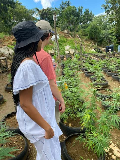 Montego Bay: Marijuana Farm and Bird Sanctuary Tour - What the private transportation adds