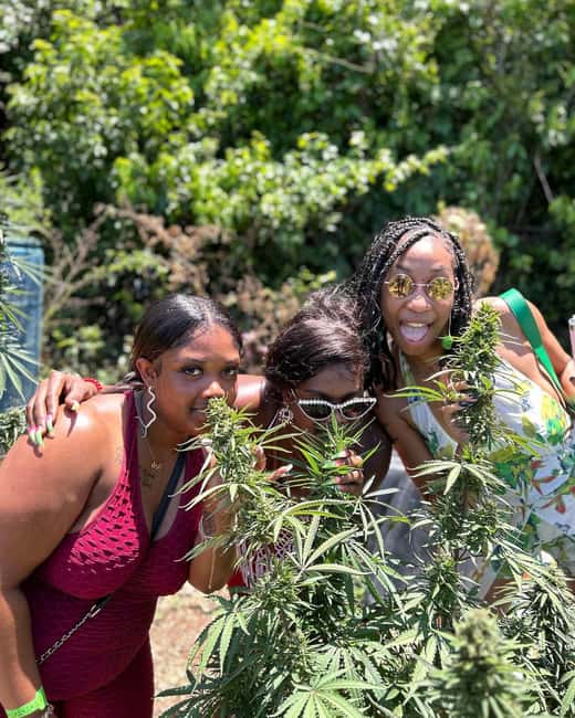 Montego Bay: Marijuana Farm and Bird Sanctuary Tour - At the marijuana nursery