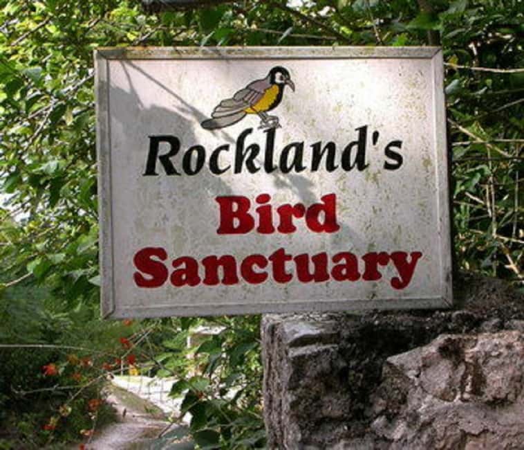 Montego Bay: Private Rocklands Bird Sanctuary Trip - The ride from Montego Bay to Anchovy
