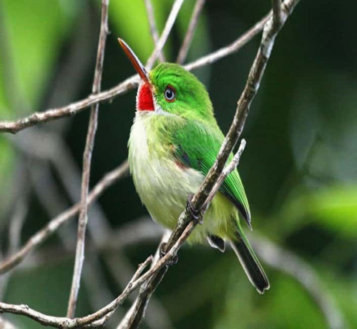 Montego Bay: Private Rocklands Bird Sanctuary Trip - Who should book this Rocklands trip?