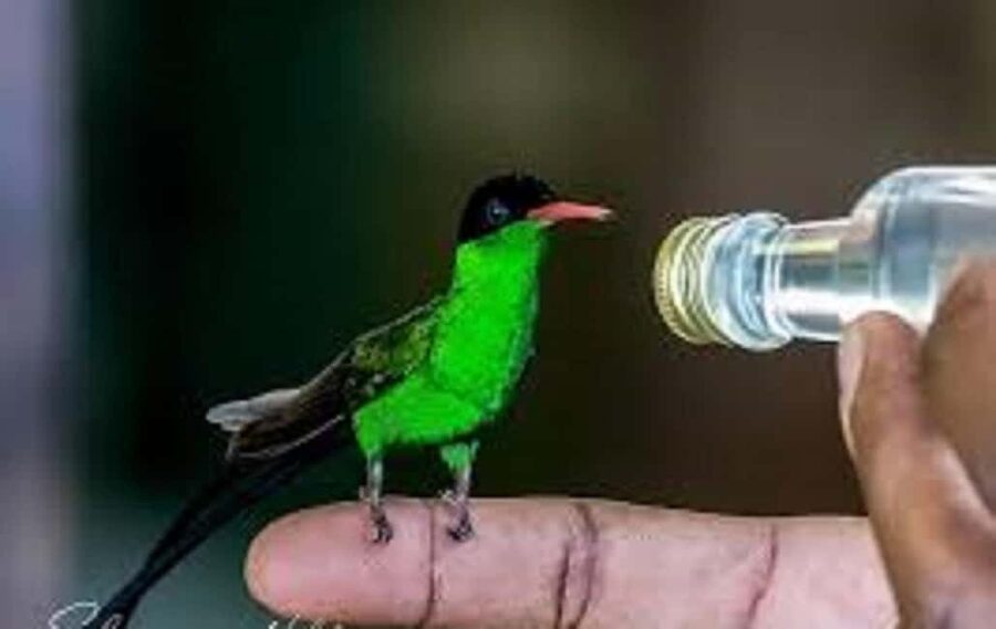 Montego Bay: Private Rocklands Bird Sanctuary Trip - Should you book the Rocklands Bird Sanctuary trip?