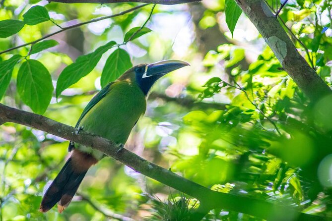 Monteverde Birdwatching Experience - Why Curi-Cancha is a smart place to watch birds