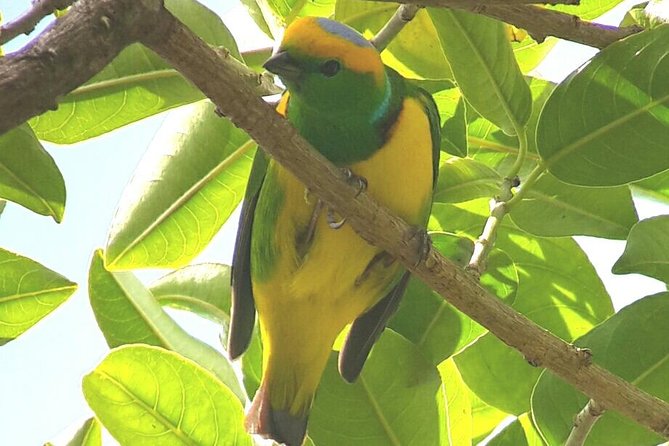 Monteverde Birdwatching Experience - Who will enjoy this most?