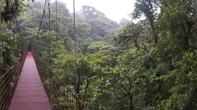 Monteverde Wildlife Walk & Hummingbird Encounter - Key points at a glance