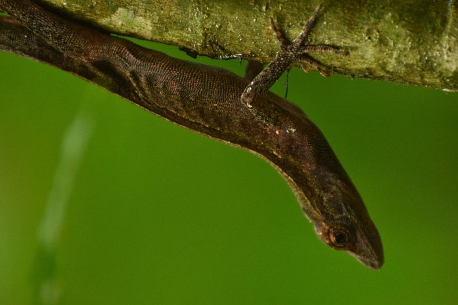 Monteverde Wildlife Walk & Hummingbird Encounter - Starting at the Monteverde Reserve entrance