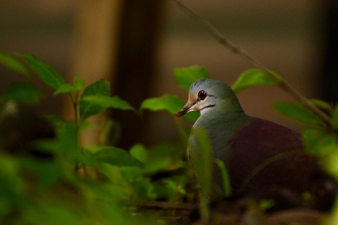 Monteverde Wildlife Walk & Hummingbird Encounter - The Hummingbird Sanctuary finale