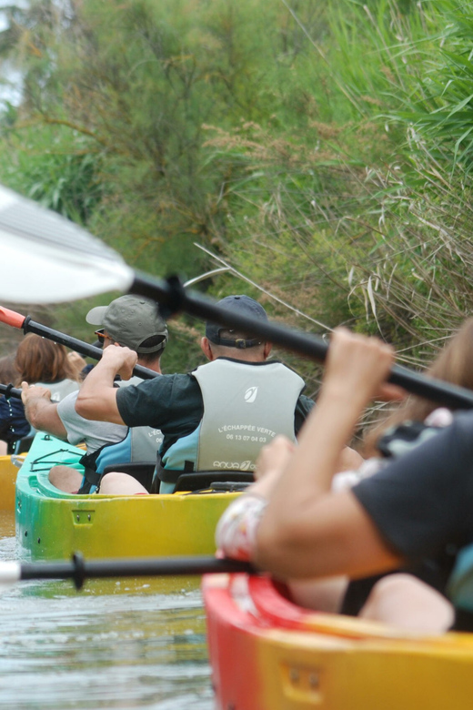 Montpellier : Birdwatching by kayak in the Camargue - Kayak comfort, safety, and physical demands