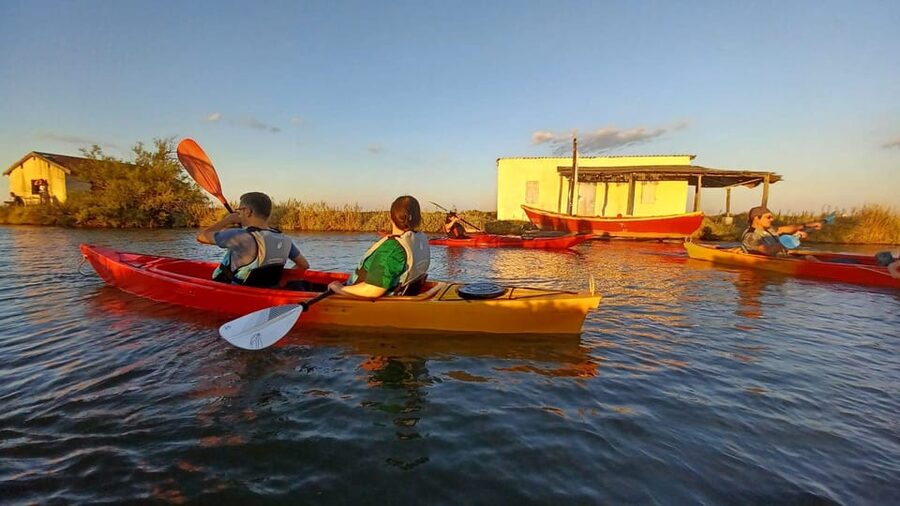 Montpellier : Birdwatching by kayak in the Camargue - Is $76 fair for two hours?