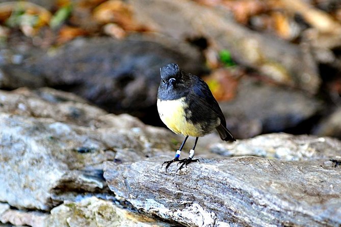 Motuara Island Bird Sanctuary and Ship Cove Cruise from Picton - Key points before you book