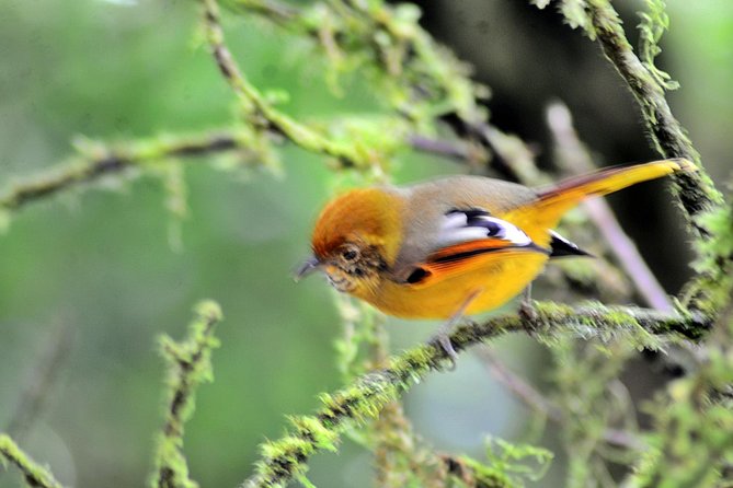 Mount Doi Inthanon Hiking & Bird Watching - What makes Doi Inthanon good for bird watching